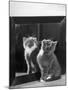 This Small Grey and White Kitten Stares up at the Ceiling While Sitting Next to a Large Mirror-Thomas Fall-Mounted Photographic Print