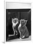 This Small Grey and White Kitten Stares up at the Ceiling While Sitting Next to a Large Mirror-Thomas Fall-Framed Photographic Print