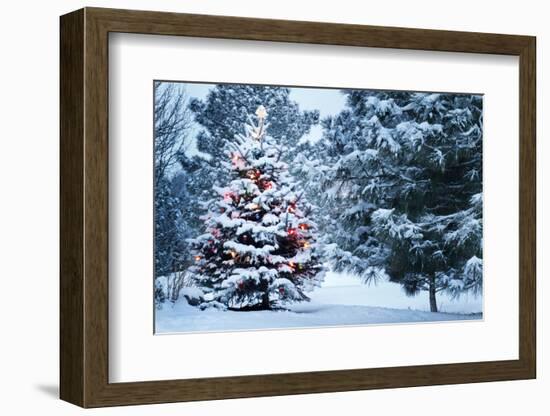 This Snow Covered Christmas Tree Stands out Brightly against the Dark Blue Tones of this Snow Cover-Ricardo Reitmeyer-Framed Photographic Print