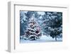 This Snow Covered Christmas Tree Stands out Brightly against the Dark Blue Tones of this Snow Cover-Ricardo Reitmeyer-Framed Photographic Print