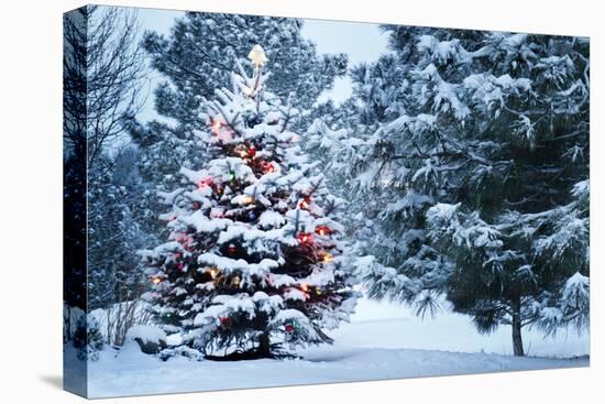 This Snow Covered Christmas Tree Stands out Brightly against the Dark Blue Tones of this Snow Cover-Ricardo Reitmeyer-Stretched Canvas