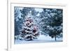 This Snow Covered Christmas Tree Stands out Brightly against the Dark Blue Tones of this Snow Cover-Ricardo Reitmeyer-Framed Photographic Print