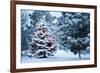 This Snow Covered Christmas Tree Stands out Brightly against the Dark Blue Tones of this Snow Cover-Ricardo Reitmeyer-Framed Photographic Print