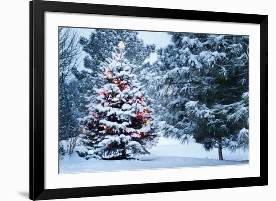 This Snow Covered Christmas Tree Stands out Brightly against the Dark Blue Tones of this Snow Cover-Ricardo Reitmeyer-Framed Photographic Print