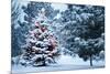 This Snow Covered Christmas Tree Stands out Brightly against the Dark Blue Tones of this Snow Cover-Ricardo Reitmeyer-Mounted Photographic Print