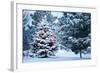 This Snow Covered Christmas Tree Stands out Brightly against the Dark Blue Tones of this Snow Cover-Ricardo Reitmeyer-Framed Photographic Print