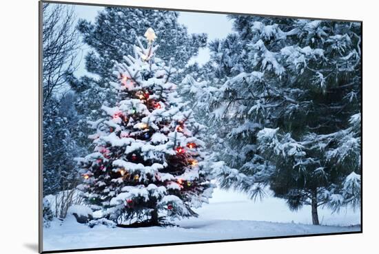 This Snow Covered Christmas Tree Stands out Brightly against the Dark Blue Tones of this Snow Cover-Ricardo Reitmeyer-Mounted Photographic Print