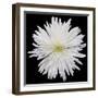 This White Chrysanthemum-Steve Gadomski-Framed Photographic Print