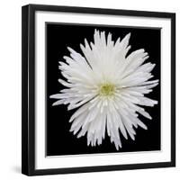 This White Chrysanthemum-Steve Gadomski-Framed Photographic Print