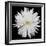 This White Chrysanthemum-Steve Gadomski-Framed Photographic Print