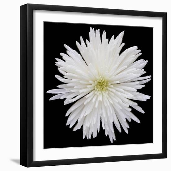 This White Chrysanthemum-Steve Gadomski-Framed Photographic Print