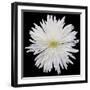 This White Chrysanthemum-Steve Gadomski-Framed Photographic Print