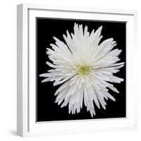 This White Chrysanthemum-Steve Gadomski-Framed Photographic Print