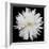 This White Chrysanthemum-Steve Gadomski-Framed Photographic Print