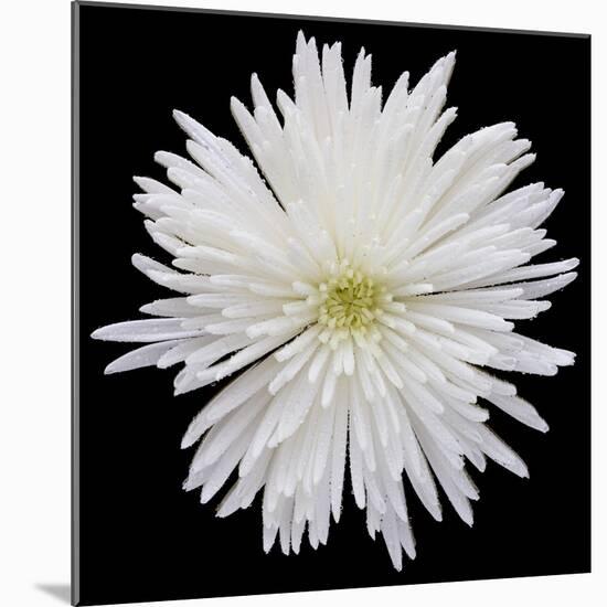 This White Chrysanthemum-Steve Gadomski-Mounted Photographic Print