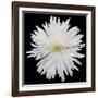 This White Chrysanthemum-Steve Gadomski-Framed Photographic Print