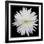 This White Chrysanthemum-Steve Gadomski-Framed Photographic Print