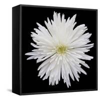 This White Chrysanthemum-Steve Gadomski-Framed Stretched Canvas