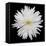 This White Chrysanthemum-Steve Gadomski-Framed Stretched Canvas