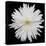 This White Chrysanthemum-Steve Gadomski-Stretched Canvas