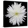 This White Chrysanthemum-Steve Gadomski-Stretched Canvas