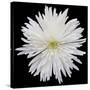 This White Chrysanthemum-Steve Gadomski-Stretched Canvas