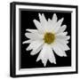 This White Daisy-Steve Gadomski-Framed Photographic Print