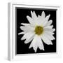 This White Daisy-Steve Gadomski-Framed Photographic Print