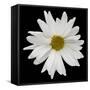 This White Daisy-Steve Gadomski-Framed Stretched Canvas