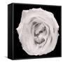 This White Rose-Steve Gadomski-Framed Stretched Canvas