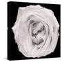 This White Rose-Steve Gadomski-Stretched Canvas