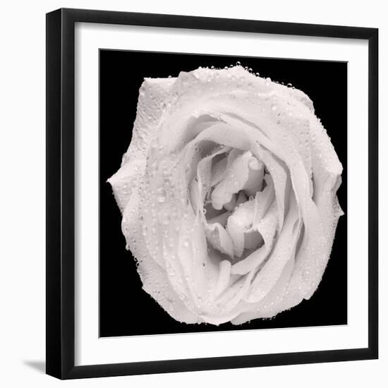 This White Rose-Steve Gadomski-Framed Photographic Print