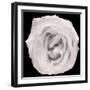 This White Rose-Steve Gadomski-Framed Photographic Print