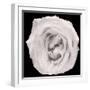 This White Rose-Steve Gadomski-Framed Photographic Print