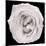 This White Rose-Steve Gadomski-Mounted Photographic Print