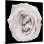 This White Rose-Steve Gadomski-Mounted Photographic Print