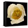 This White Tulip-Steve Gadomski-Framed Stretched Canvas