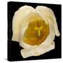 This White Tulip-Steve Gadomski-Stretched Canvas