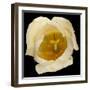 This White Tulip-Steve Gadomski-Framed Photographic Print