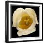 This White Tulip-Steve Gadomski-Framed Photographic Print