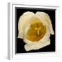This White Tulip-Steve Gadomski-Framed Photographic Print