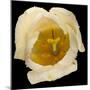 This White Tulip-Steve Gadomski-Mounted Photographic Print