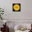 This Yellow Chrysanthemum-Steve Gadomski-Framed Stretched Canvas displayed on a wall