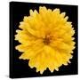 This Yellow Chrysanthemum-Steve Gadomski-Stretched Canvas