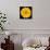 This Yellow Chrysanthemum-Steve Gadomski-Photographic Print displayed on a wall