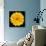 This Yellow Chrysanthemum-Steve Gadomski-Photographic Print displayed on a wall