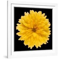 This Yellow Chrysanthemum-Steve Gadomski-Framed Photographic Print