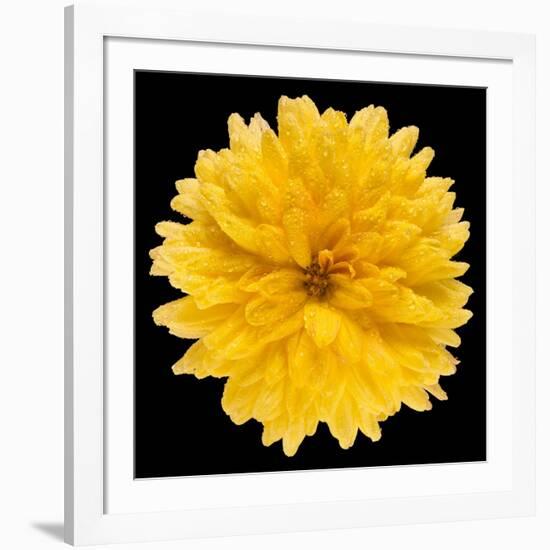 This Yellow Chrysanthemum-Steve Gadomski-Framed Photographic Print