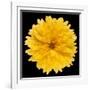 This Yellow Chrysanthemum-Steve Gadomski-Framed Photographic Print