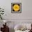 This Yellow Chrysanthemum-Steve Gadomski-Framed Photographic Print displayed on a wall